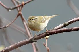 Image result for Phylloscopus humei