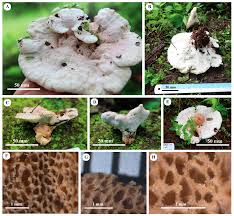 Attēlu rezultāti vaicājumam “Gloiodon strigosus”