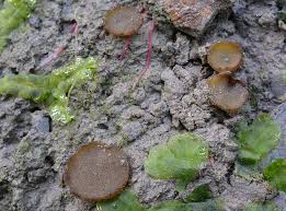 Attēlu rezultāti vaicājumam “Ascobolus furfuraceus”