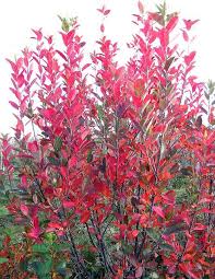 Attēlu rezultāti vaicājumam “Amelanchier canadensis”