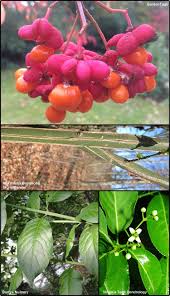 Attēlu rezultāti vaicājumam “Euonymus europaeus fruit”