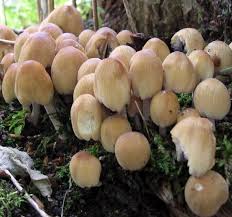 Image result for coprinus