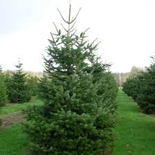 Attēlu rezultāti vaicājumam “Abies alba”