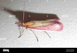 Attēlu rezultāti vaicājumam “Oncocera semirubella”