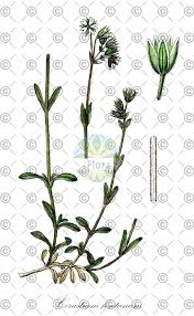 Attēlu rezultāti vaicājumam “Cerastium sylvaticum”