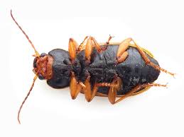 Attēlu rezultāti vaicājumam “Diachromus germanus”