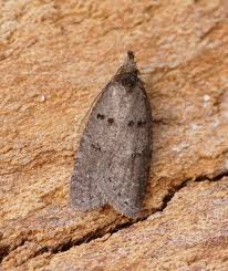 Attēlu rezultāti vaicājumam “Luquetia lobella”