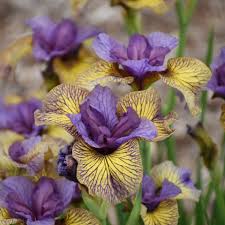 Attēlu rezultāti vaicājumam “Iris sibirica flower”