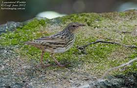 Image result for Locustella lanceolata