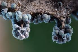 Attēlu rezultāti vaicājumam “Badhamia macrocarpa”