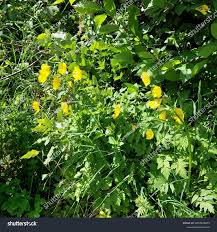 Image result for Meconopsis cambrica