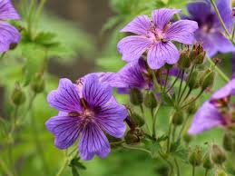 Image result for Storchschnäbel