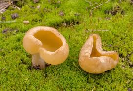 Attēlu rezultāti vaicājumam “Sowerbyella radiculata”