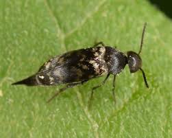 Attēlu rezultāti vaicājumam “Mordellidae”