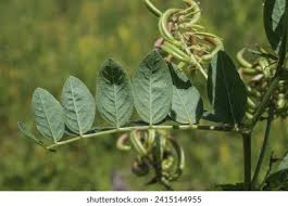 Attēlu rezultāti vaicājumam “Astragalus glycyphyllos fruit”