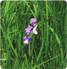 Attēlu rezultāti vaicājumam “Lathyrus palustris”