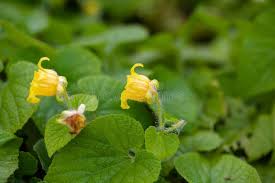 Attēlu rezultāti vaicājumam “Thladiantha dubia flower”