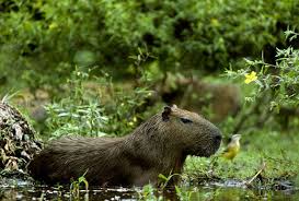Attēlu rezultāti vaicājumam “Hydrochoerus hydrochaeris”