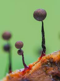 Attēlu rezultāti vaicājumam “Cribraria argillacea stalked”