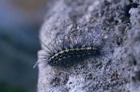 Attēlu rezultāti vaicājumam “Setina irrorella”