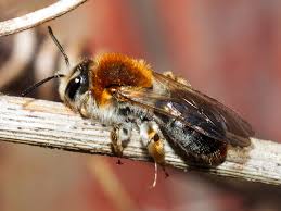 Attēlu rezultāti vaicājumam “Andrena haemorrhoa female”