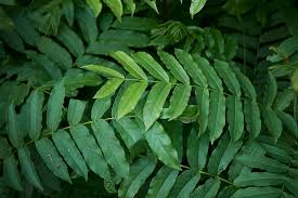 Attēlu rezultāti vaicājumam “Pterocarya fraxinifolia leaf”