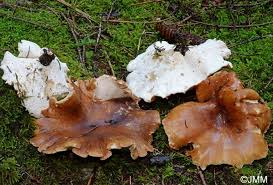 Attēlu rezultāti vaicājumam “Polyporus melanopus”