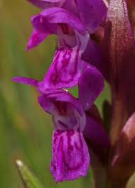 Attēlu rezultāti vaicājumam “Dactylorhiza cruenta flower”