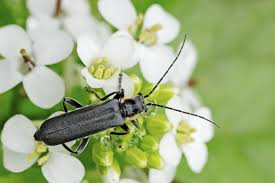 Attēlu rezultāti vaicājumam “Cantharis obscura”