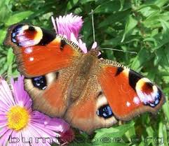 Attēlu rezultāti vaicājumam “Inachis io underside”