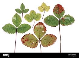 Attēlu rezultāti vaicājumam “Fragaria vesca leaf”