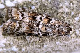 Attēlu rezultāti vaicājumam “Dioryctria abietella”