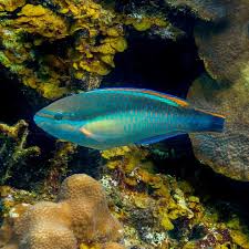 Image result for Scarus taeniopterus