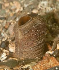 Attēlu rezultāti vaicājumam “Mya arenaria”