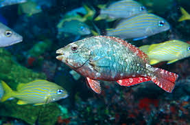 Image result for Sparisoma axillare