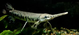 Image result for Lepisosteus osseus