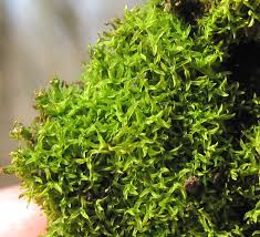 Attēlu rezultāti vaicājumam “Dichodontium pellucidum”