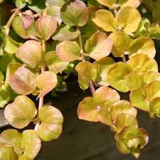 Image result for Lysimachia nummularia