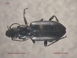 Attēlu rezultāti vaicājumam “Pterostichus aterrimus”