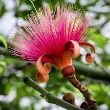 Attēlu rezultāti vaicājumam “Diderma globosum sessile”