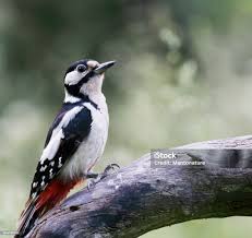 Attēlu rezultāti vaicājumam “Dendrocopos major female”
