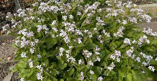 Attēlu rezultāti vaicājumam “Lunaria rediviva”