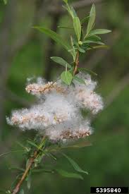 Attēlu rezultāti vaicājumam “Salix purpurea”