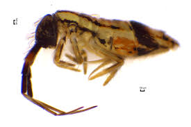 Attēlu rezultāti vaicājumam “Orchesella flavescens”