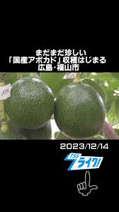 「アボカド大臣」の画像検索結果