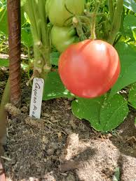 Afbeeldingsresultaat voor caspian pink tomato