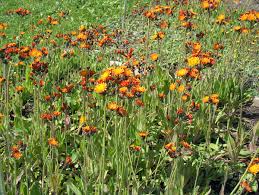 Attēlu rezultāti vaicājumam “Pilosella aurantiaca”