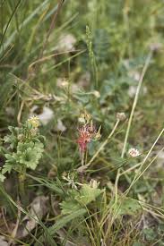 Attēlu rezultāti vaicājumam “Geranium dissectum fruit”