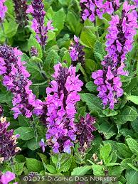 Image result for Salvia nemorosa