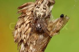 Attēlu rezultāti vaicājumam “Larinioides cornutus female”